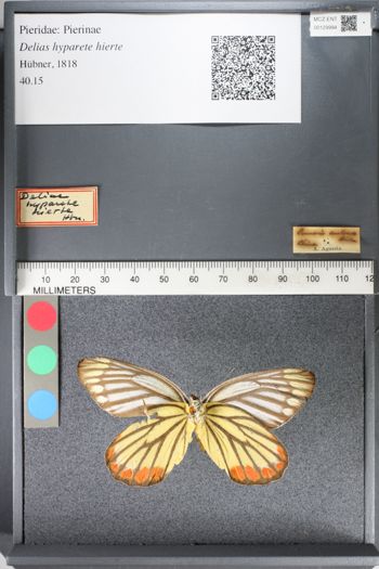 Media type: image;   Entomology 129994
